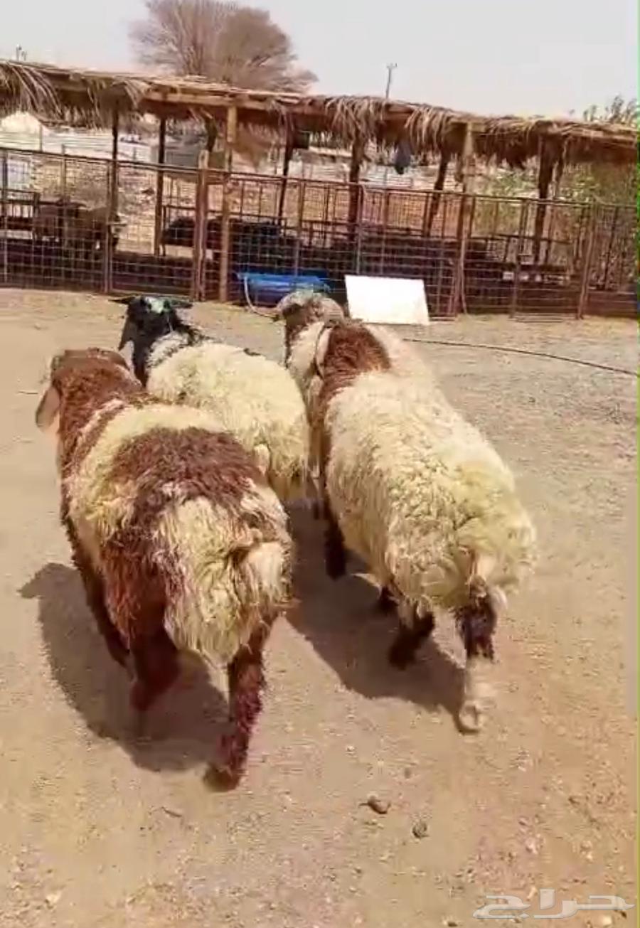 للبيع طليان نعيم63396565783297112