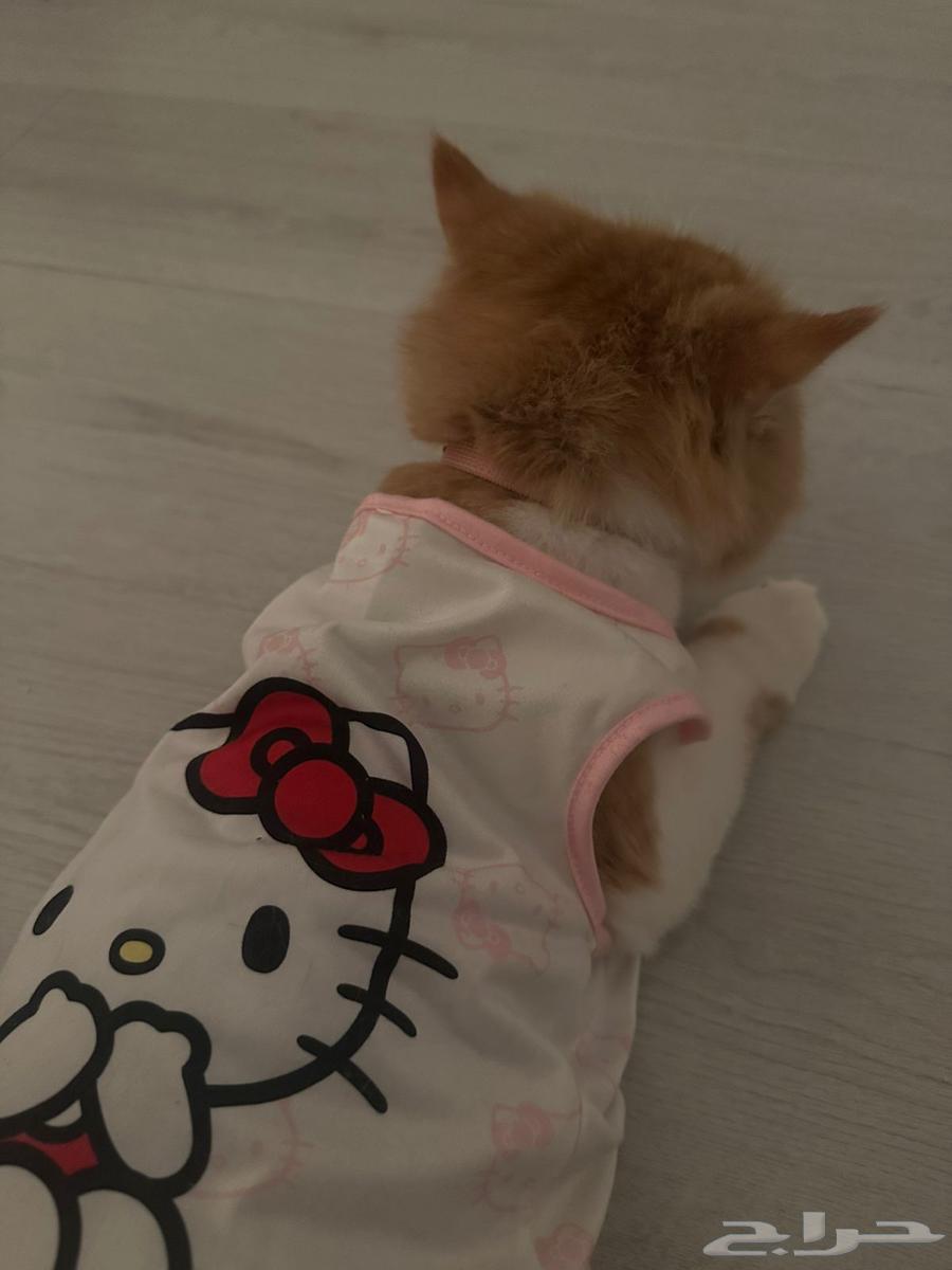 Female cat for adoption63401059247234113
