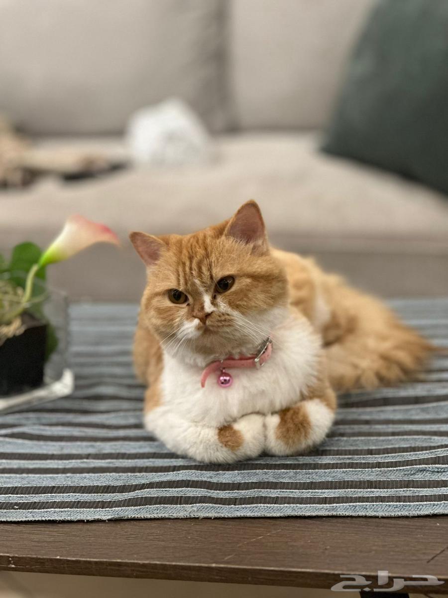 Female cat for adoption63401059247234111