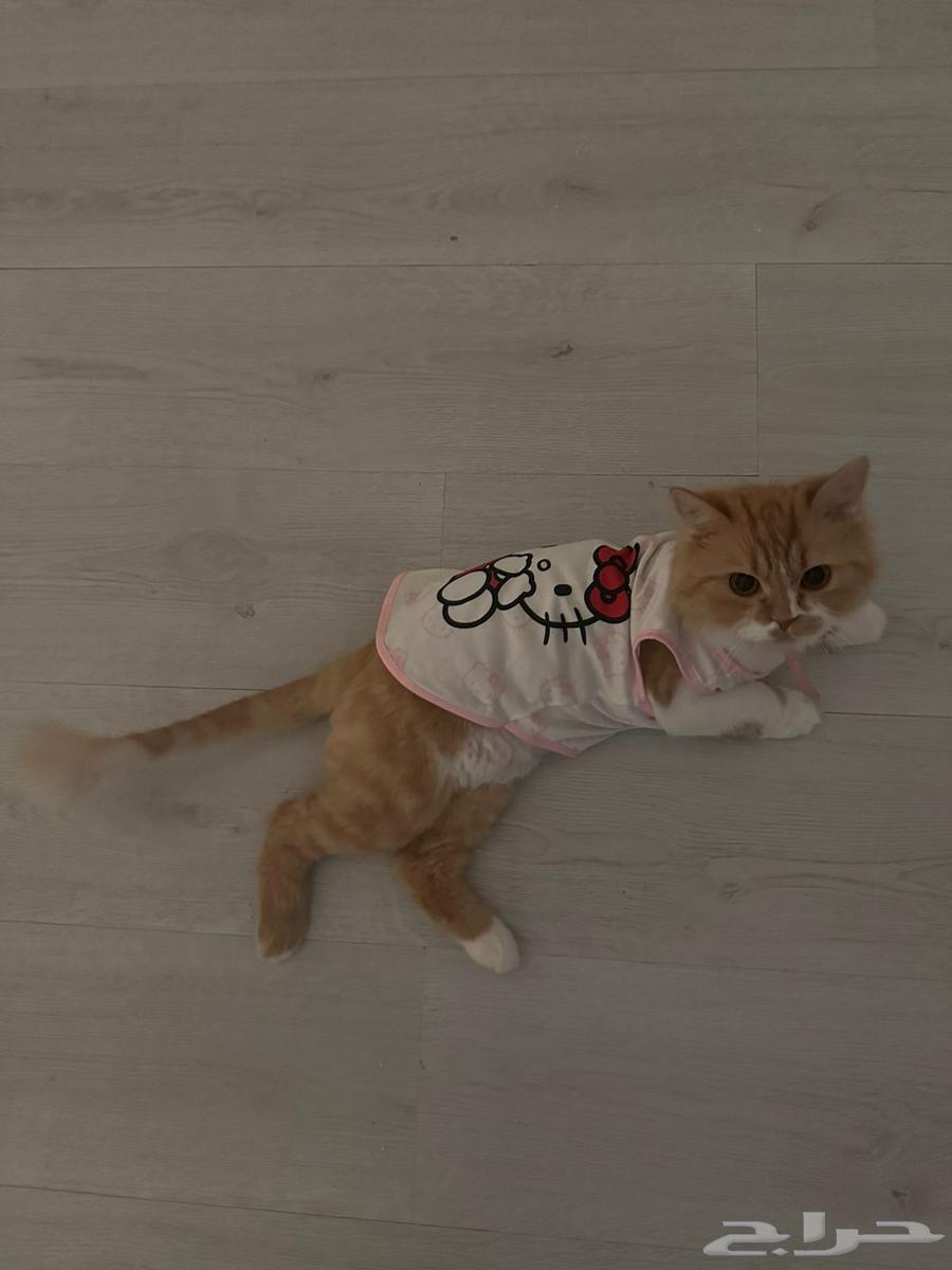 Female cat for adoption63401059247234112