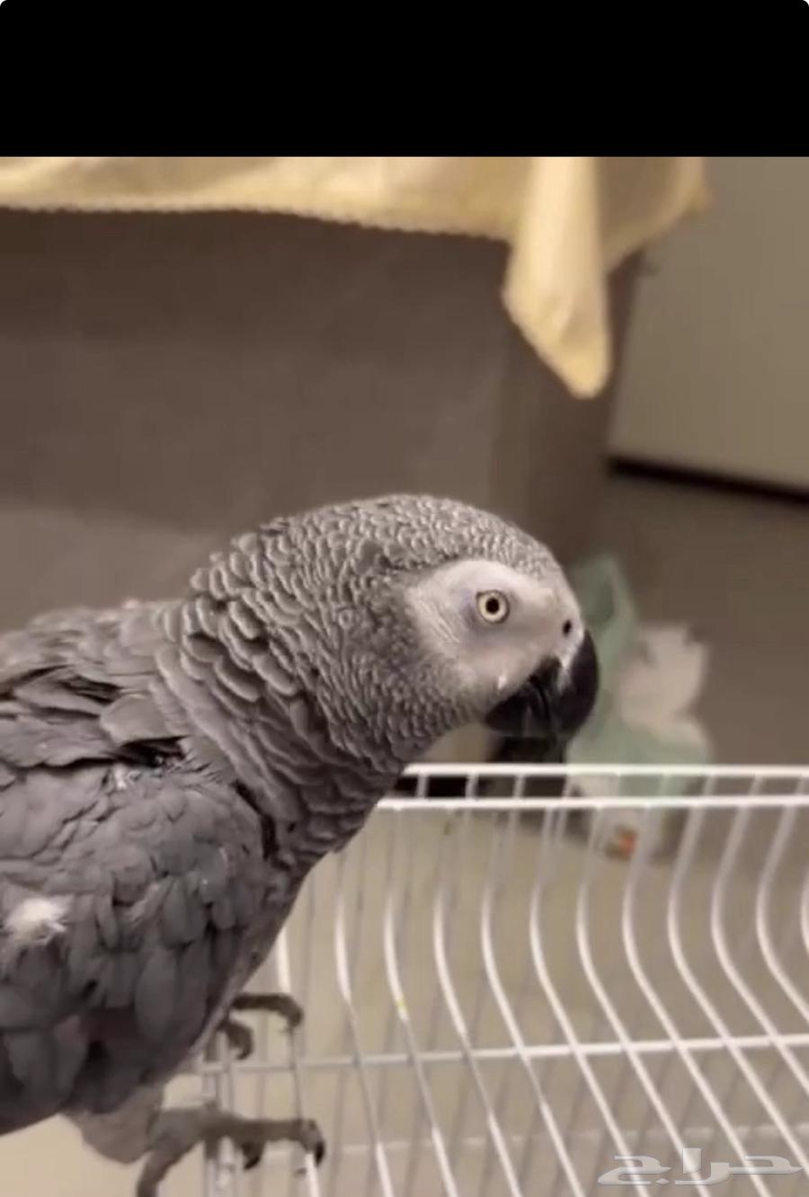 Parrot-shaped talking helmet634436266414111127