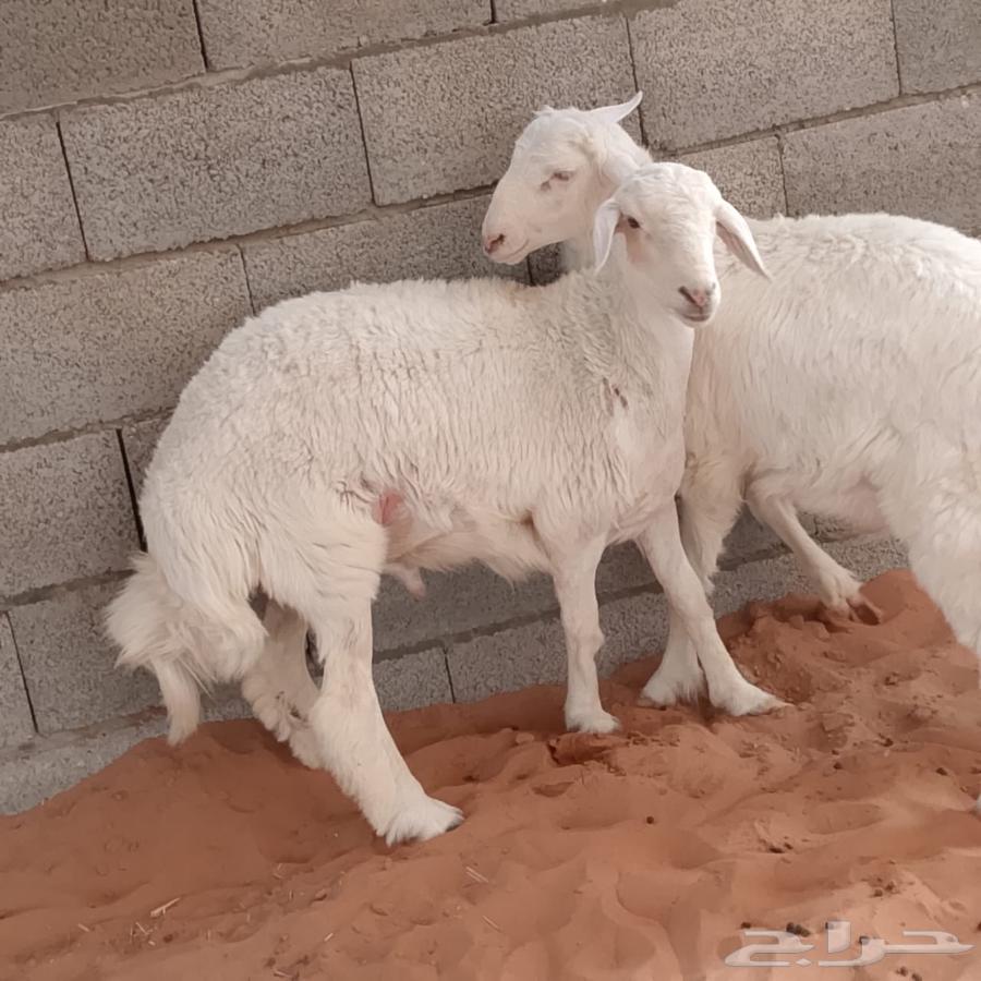ذبايح حري هرافى نظيفة .. ( الرياض مخرج 36 )63396577757313111