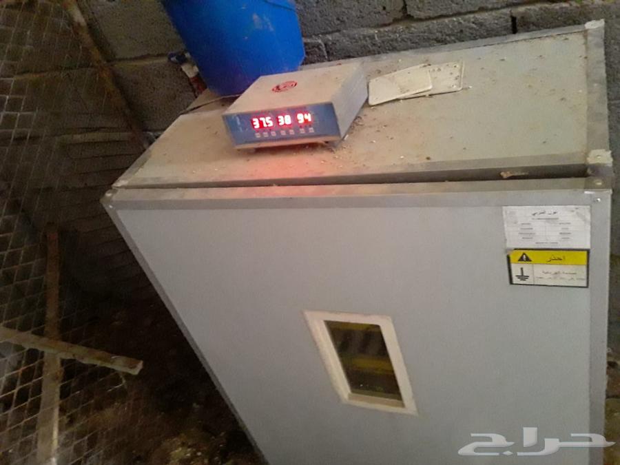 فقاسه وحضانات63402192397313111