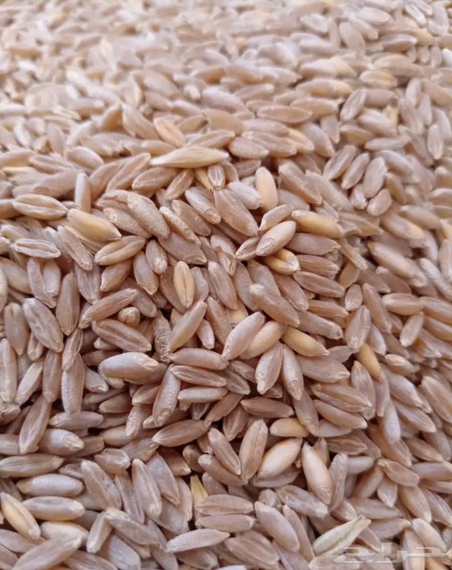 حب بر63396487467393110