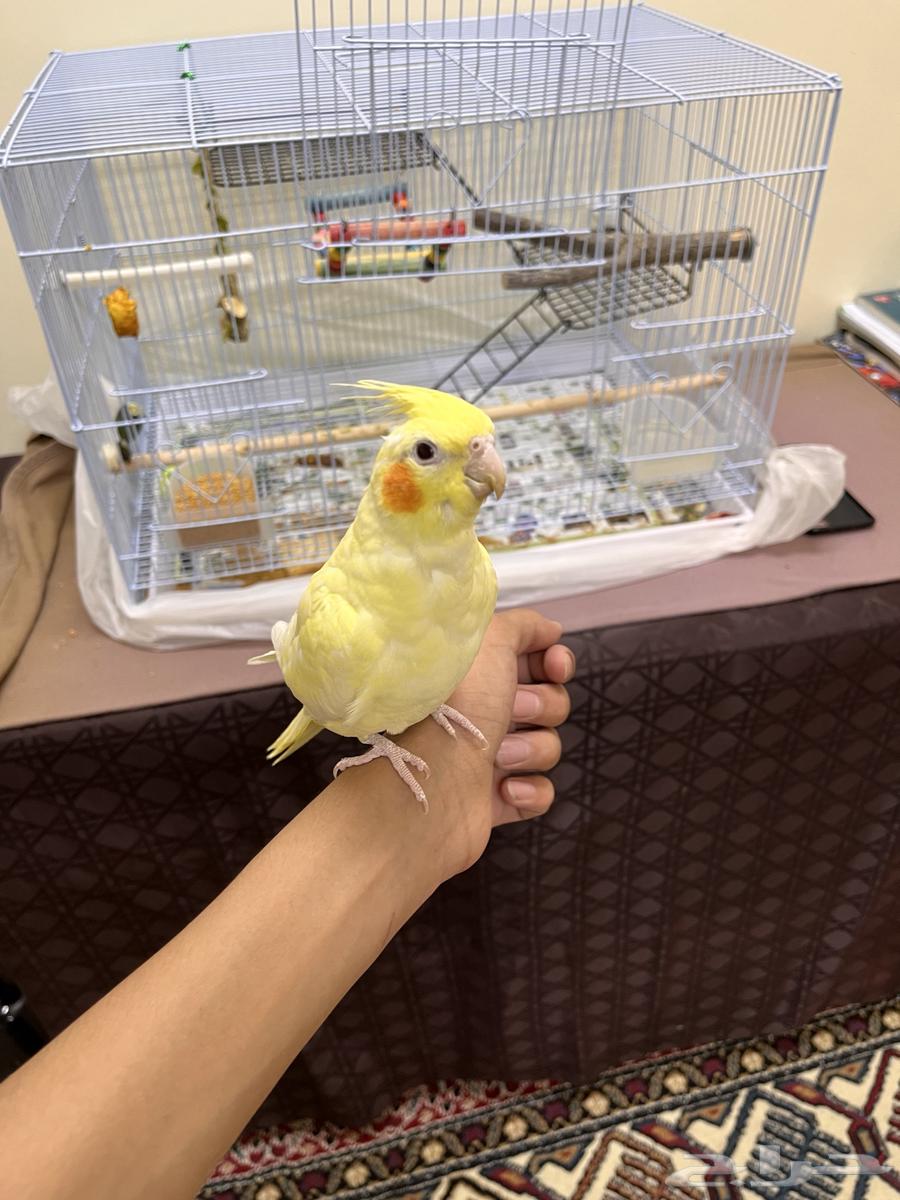 Krovan bird634021665085471124