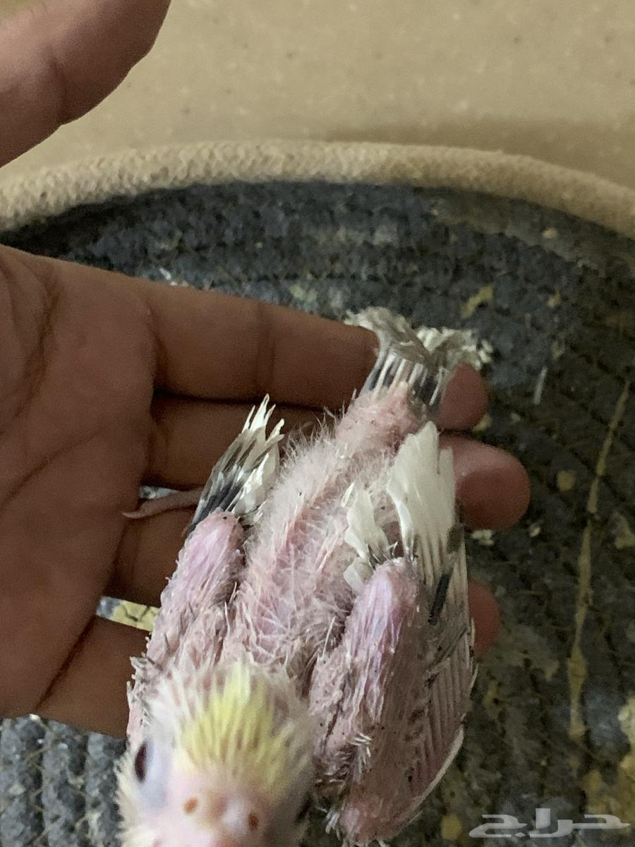 Two Krovan Chicks Sold634029401317131129