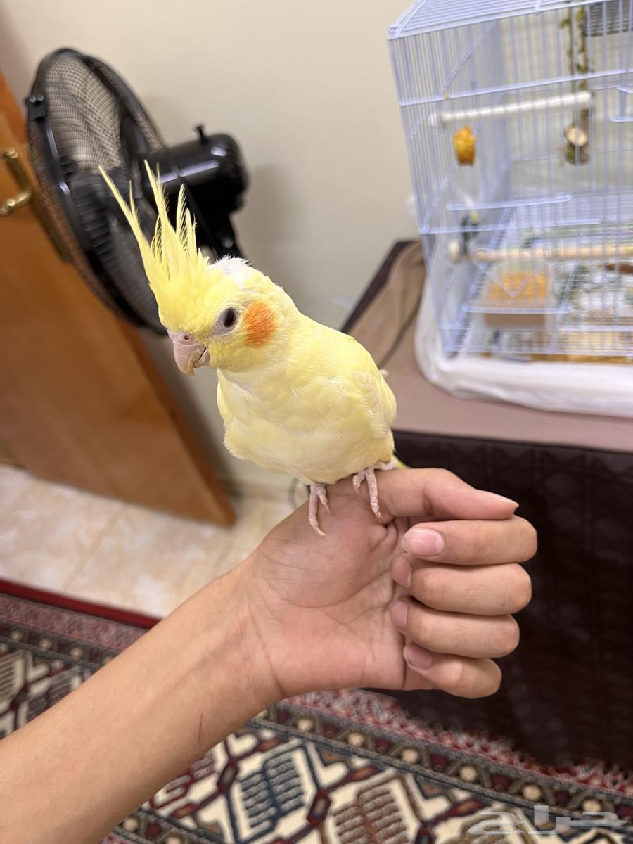 Krovan bird63402166508547111