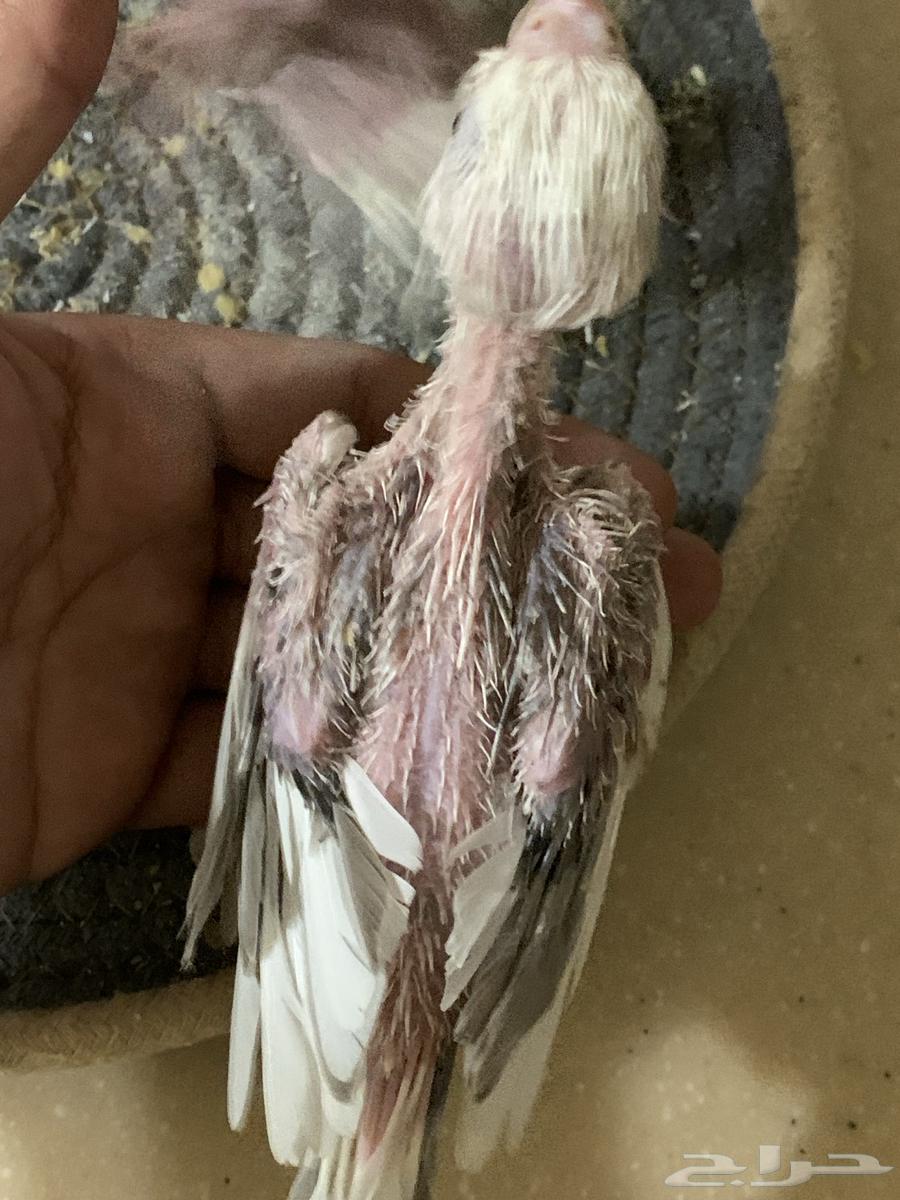 Two Krovan Chicks Sold63402940131713111