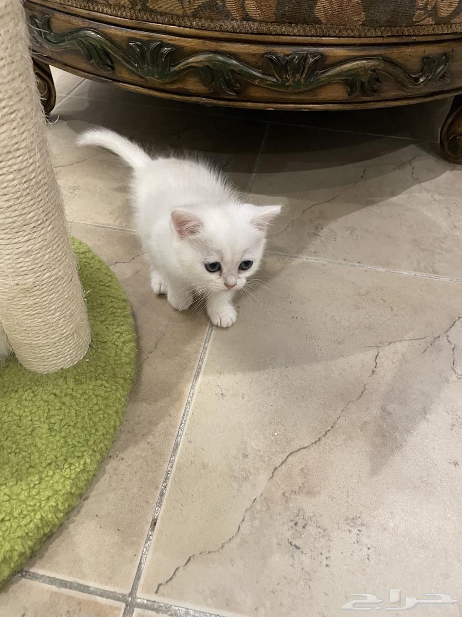 كيتن بيور بريتش للبيع63399762244226111