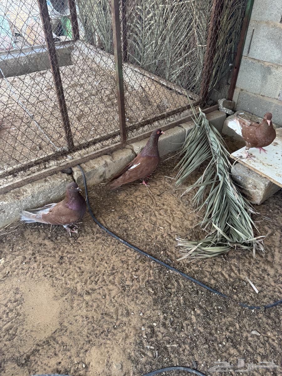 Five pairs of Egyptian pigeons, condition for production and health, age eight months63379974835714111