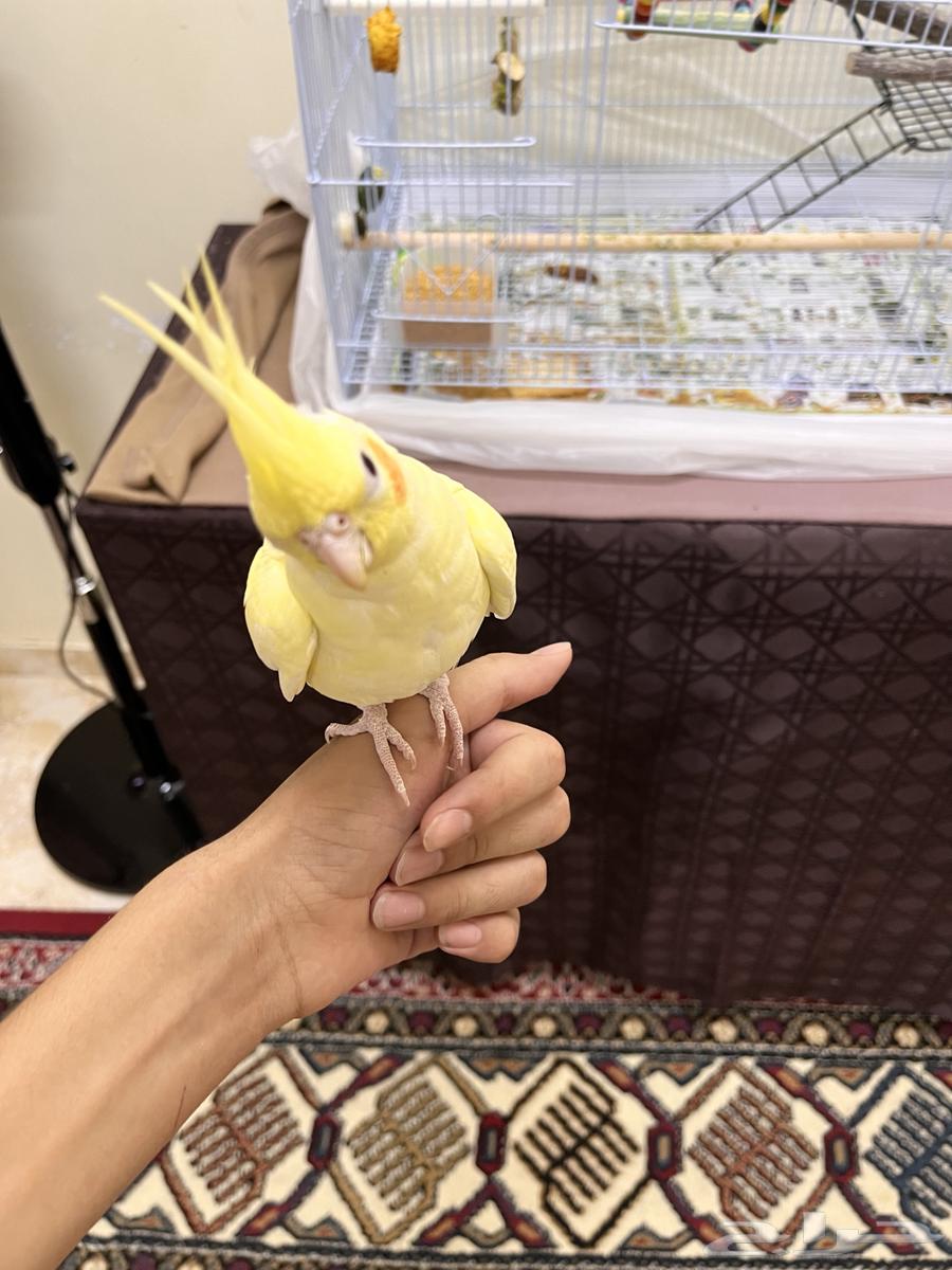 Krovan bird63402166508547112