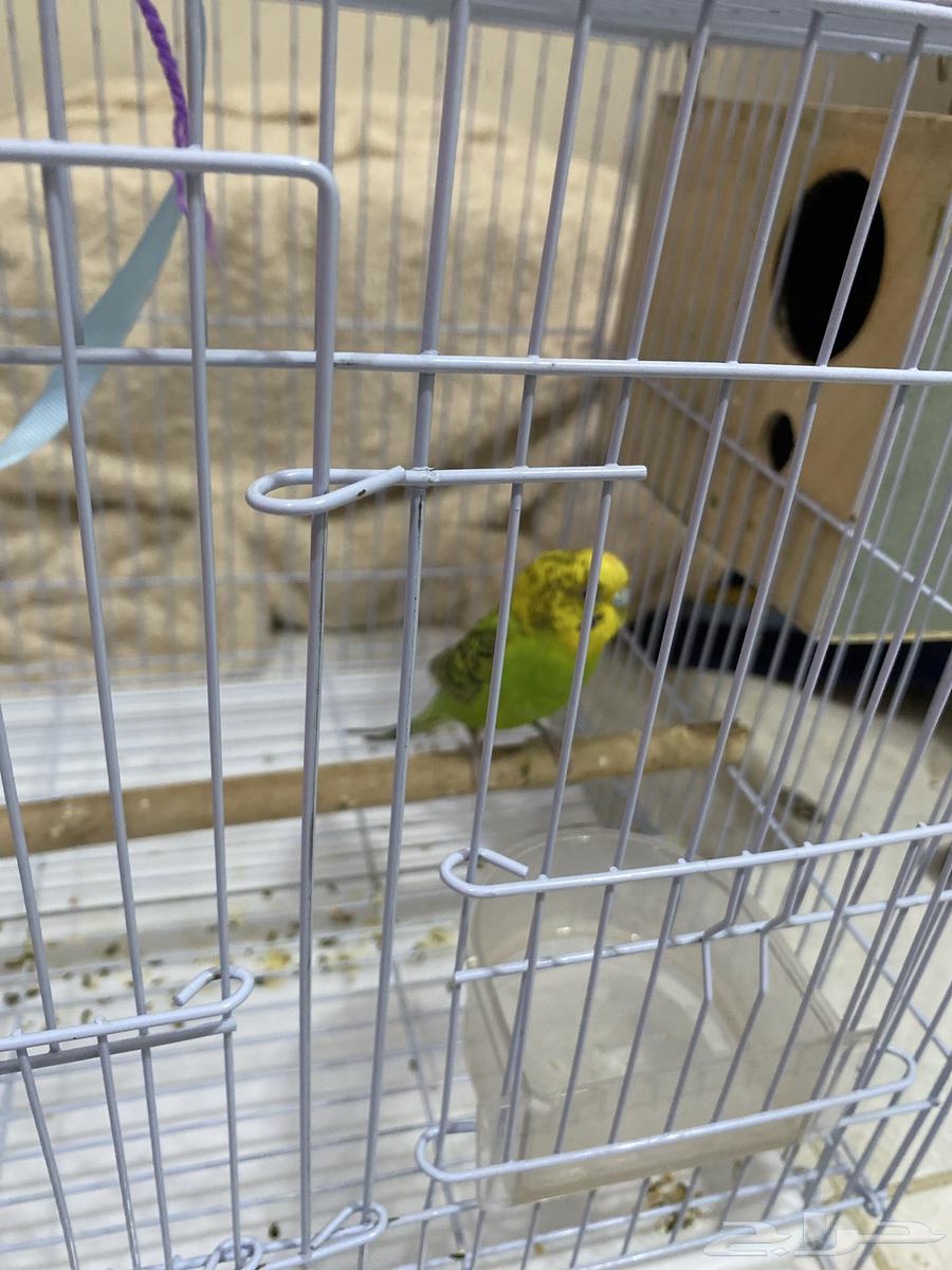 عصفور بادجي طيور حب63396607578498111