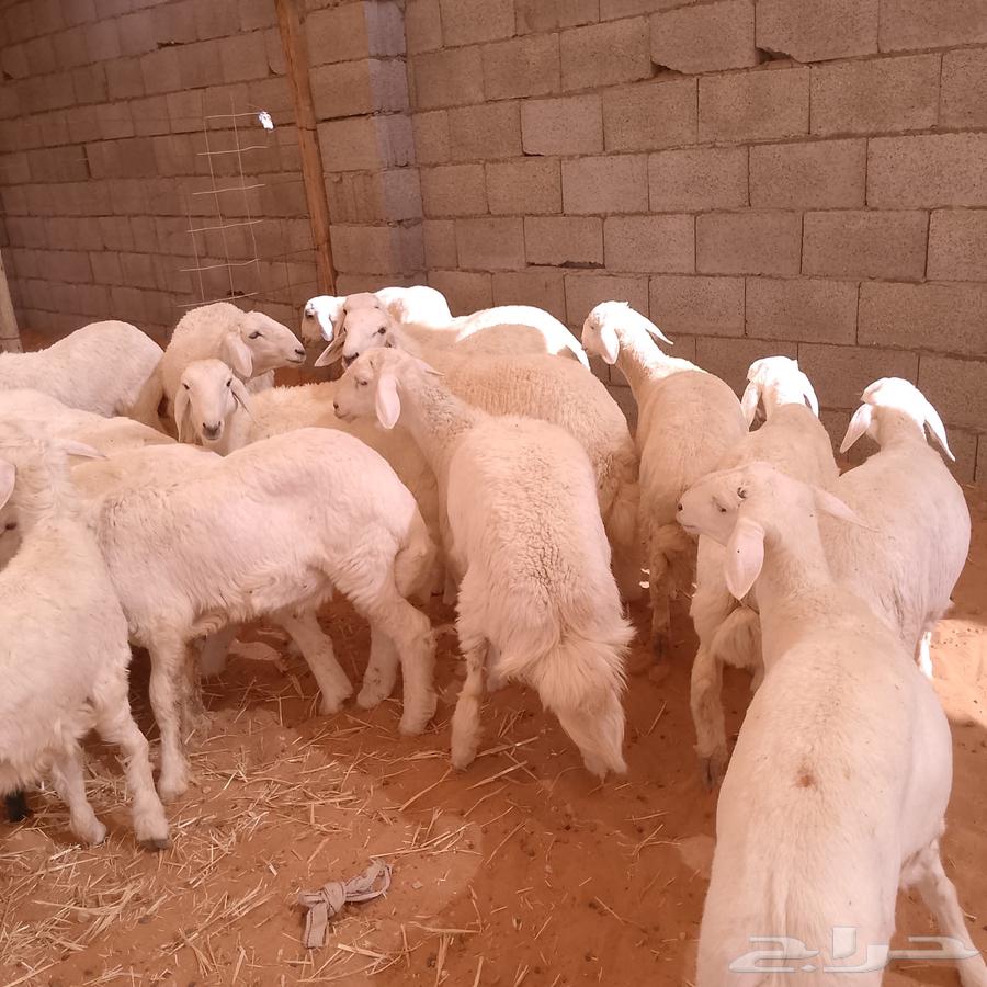 ذبايح حري هرافى نظيفة .. ( الرياض مخرج 36 )63396577757313114