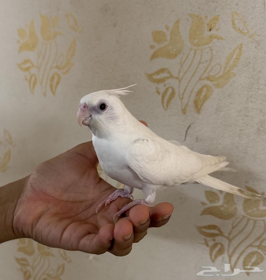 فرخ كروان البينو عيون حمر ( تم البيع الله يبارك لراعيها )63396597742979111