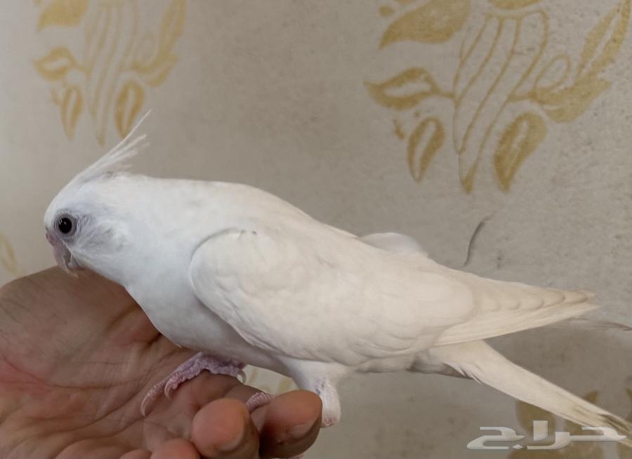 فرخ كروان البينو عيون حمر ( تم البيع الله يبارك لراعيها )63396597742979112