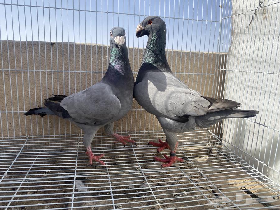 زوج للبيع او البدل بنفس القيمة63396496701697111