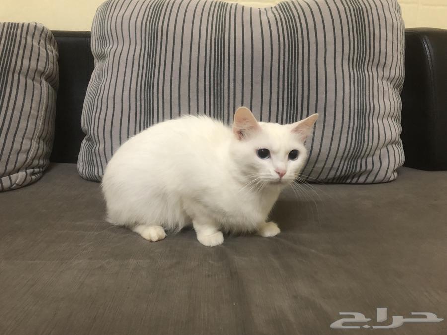 قط شيرازي سلالة نقية بيور انثى مدربه على تنفيذ الاوامر63396470006275114