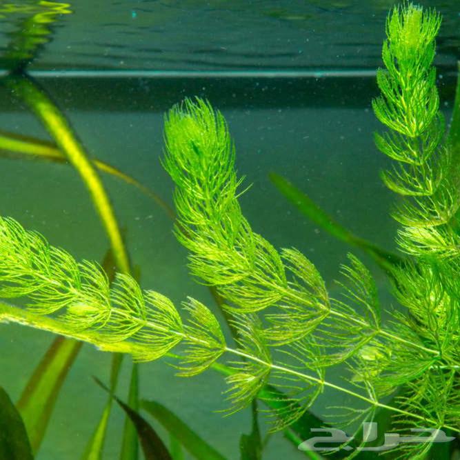 We have ornamental aquatic plants (for freshwater aquariums) foxtail63401060598530111