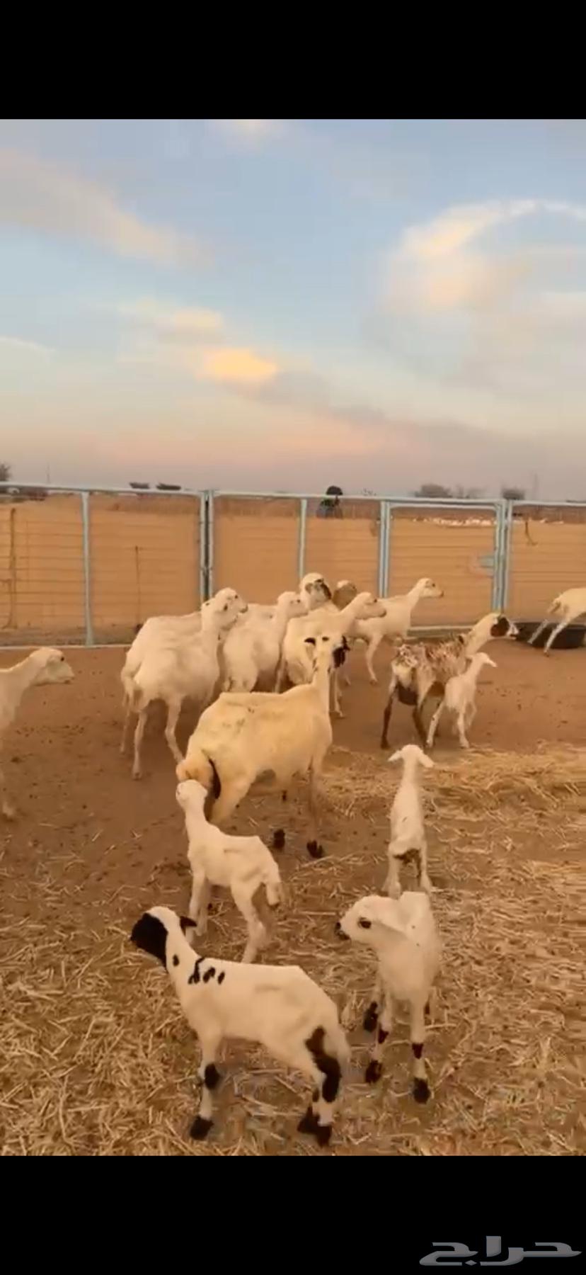 غنم رفيديات مواليد ودفيع63399762775169113