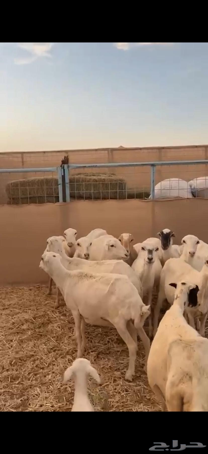 غنم رفيديات مواليد ودفيع63399762775169111