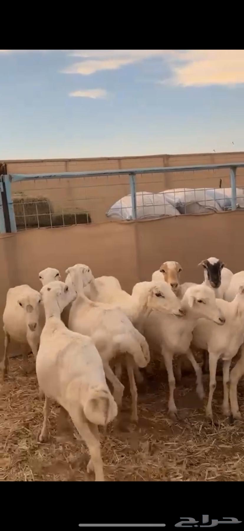 غنم رفيديات مواليد ودفيع63399762775169112