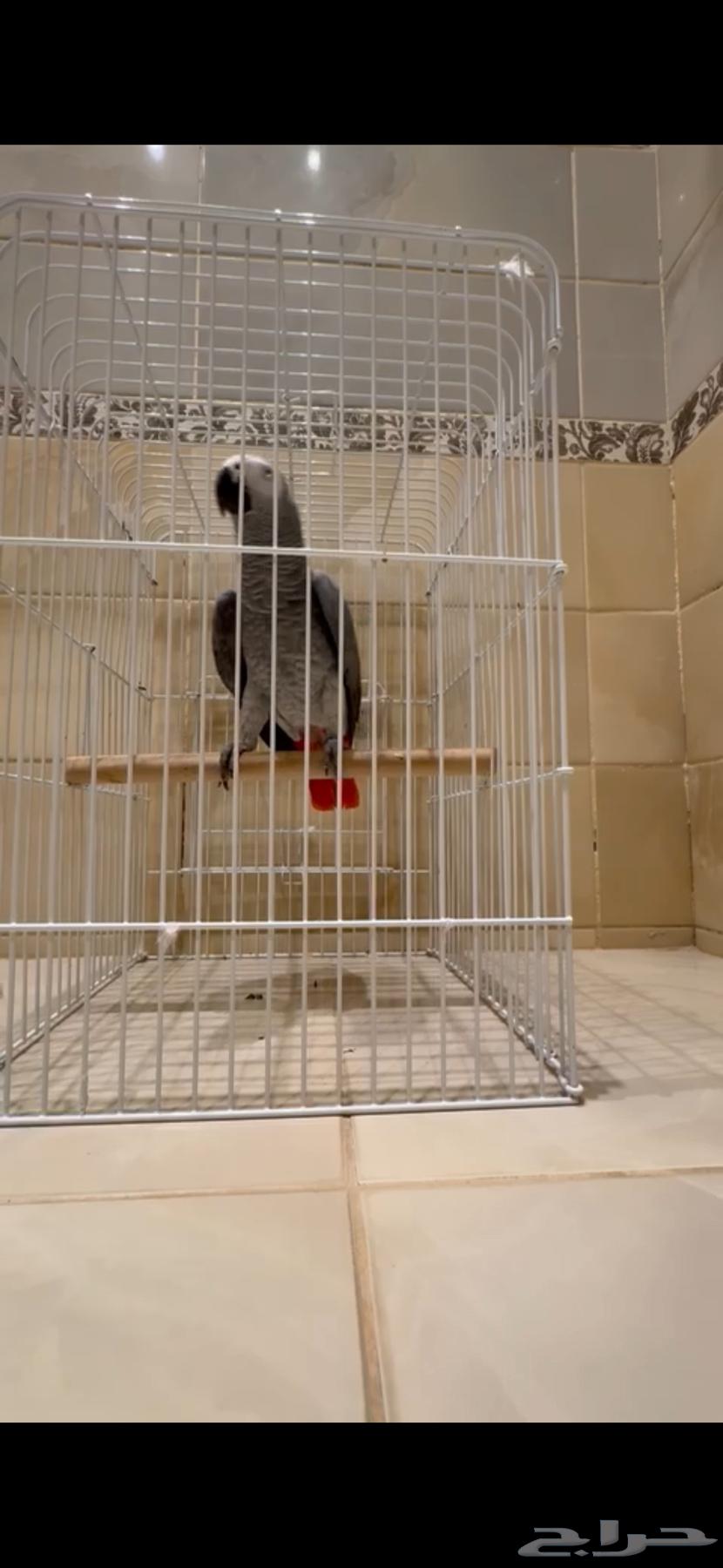 Parrot-shaped talking helmet63443626641411113