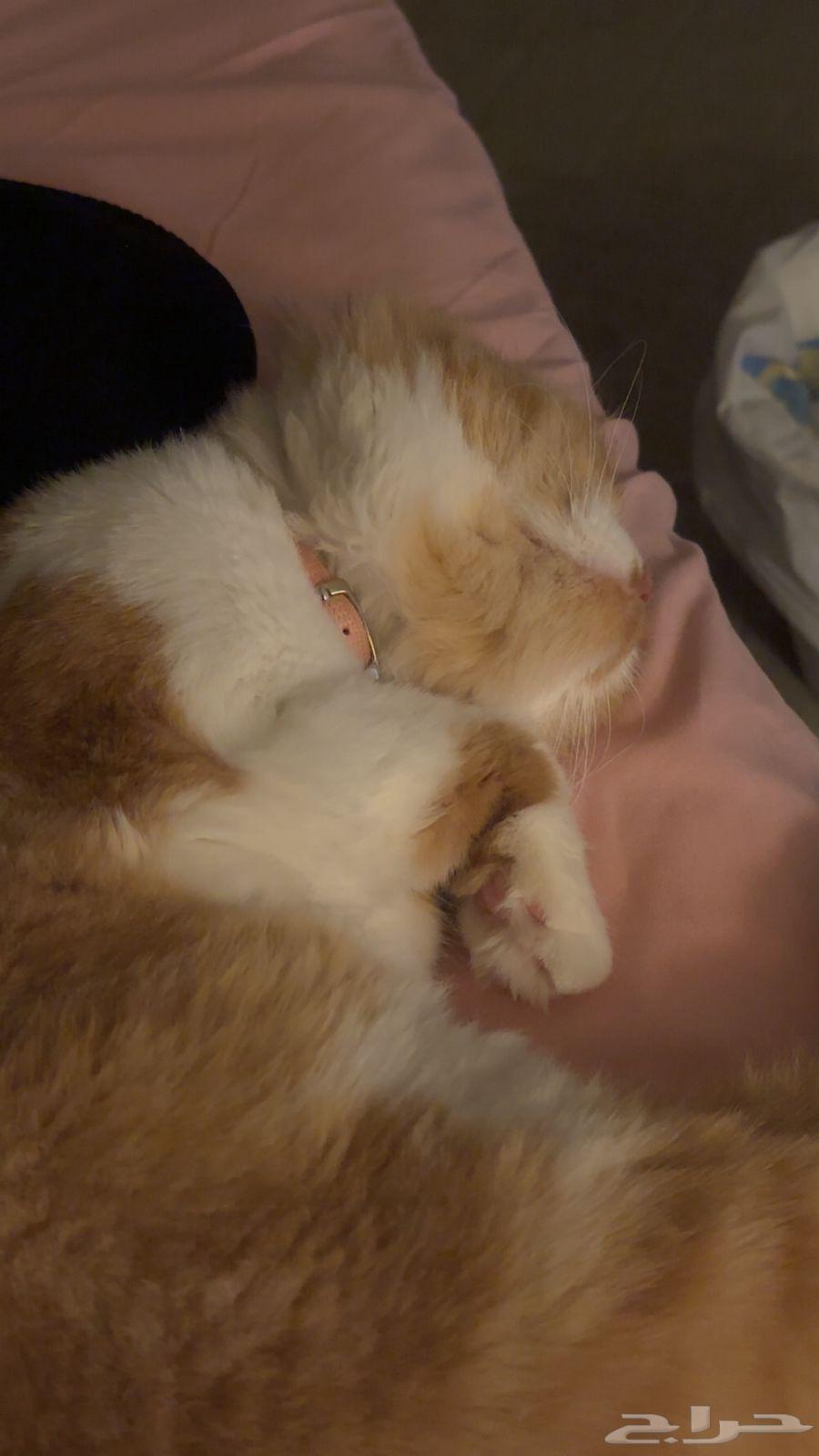 Female cat for adoption63401059247234114