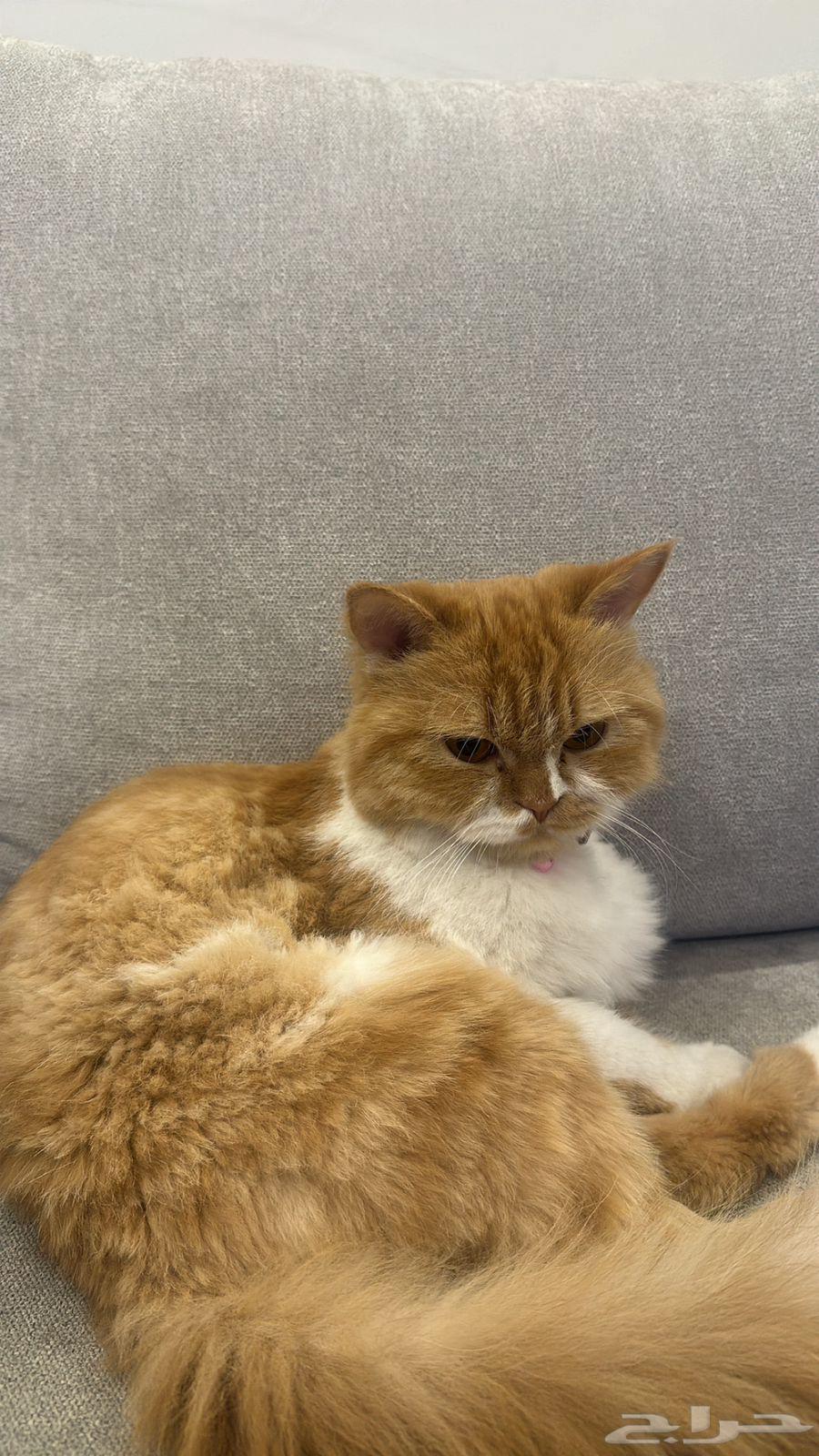 Female cat for adoption63401059247234110