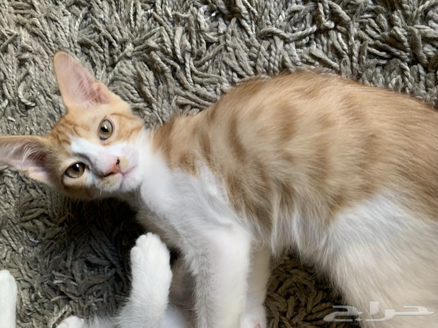 Cute kittens available for adoption63402189735299113
