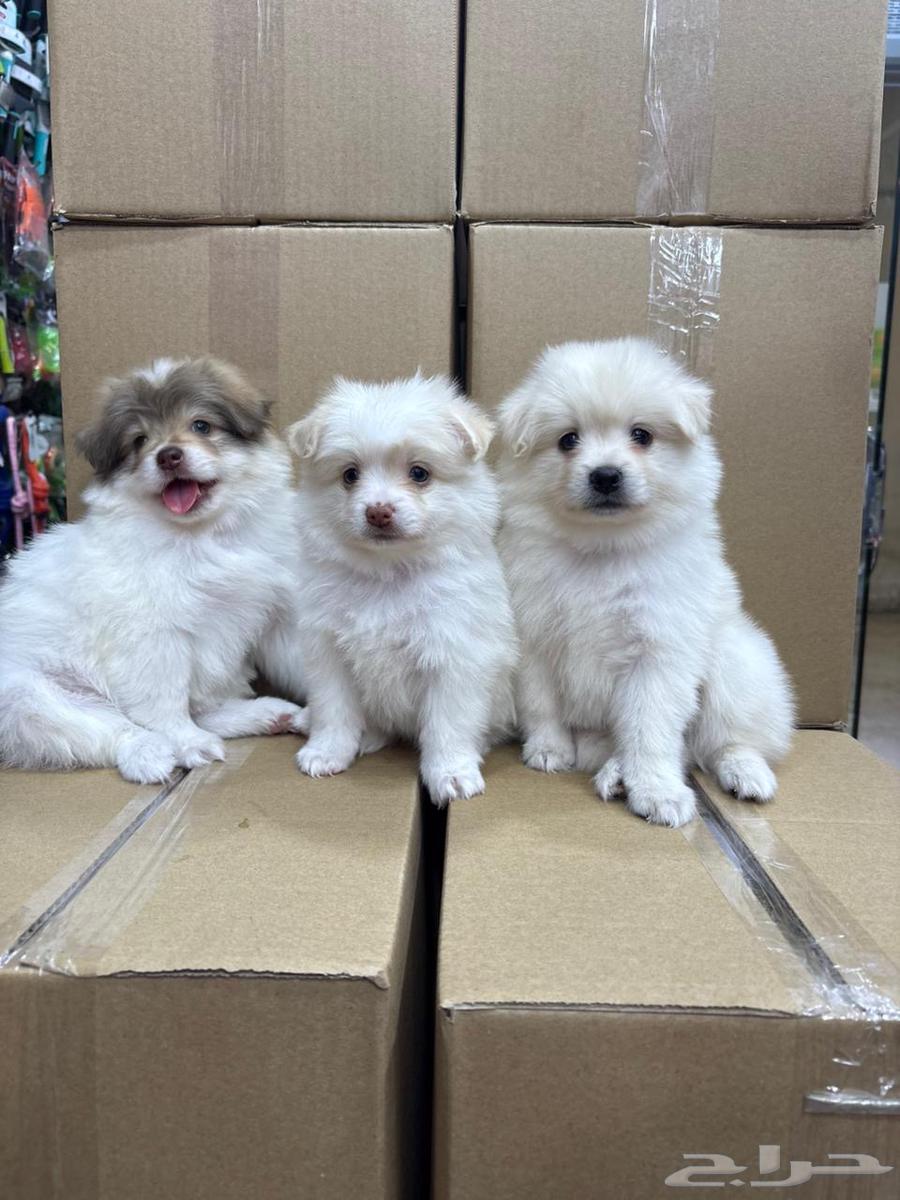 Pomeranian dogs63396467670273111