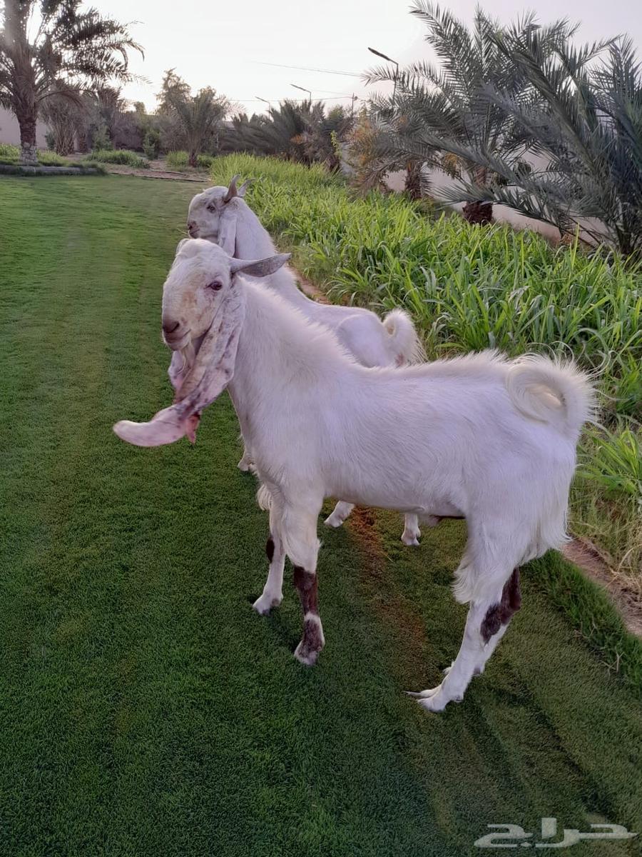 تيس فحل مطور63443743735426111