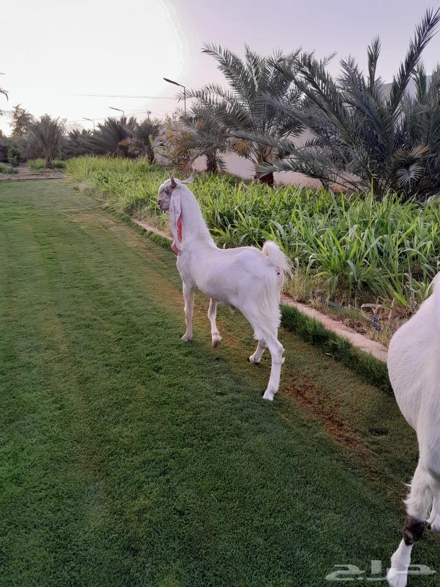 تيس فحل مطور63443743735426112