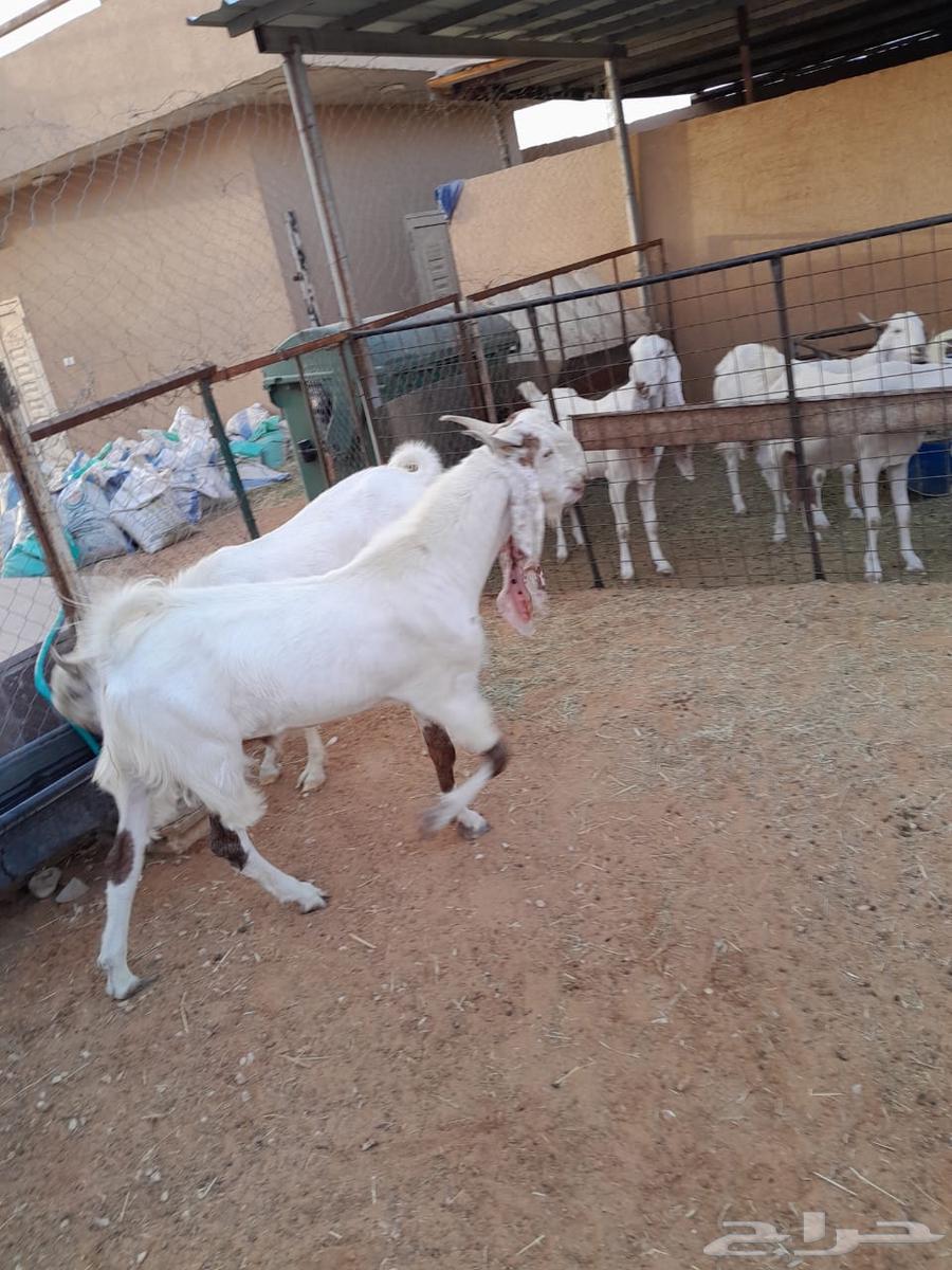تيس فحل مطور63443743735426113