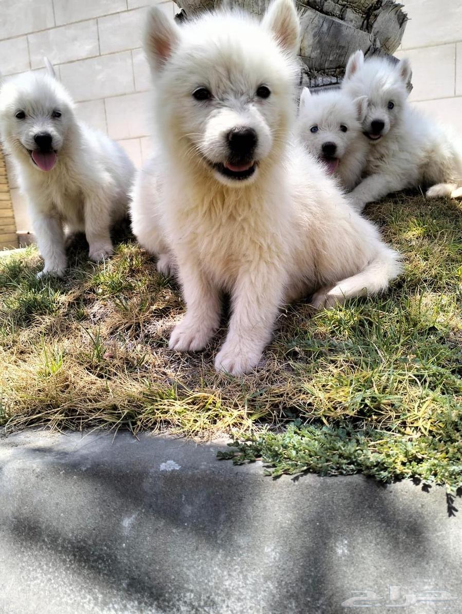 Small dogs for sale63401059577345111