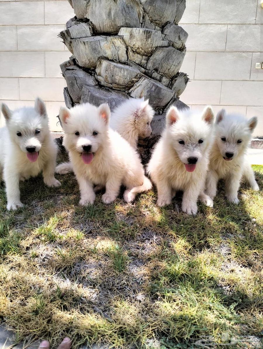 Small dogs for sale63401059577345118
