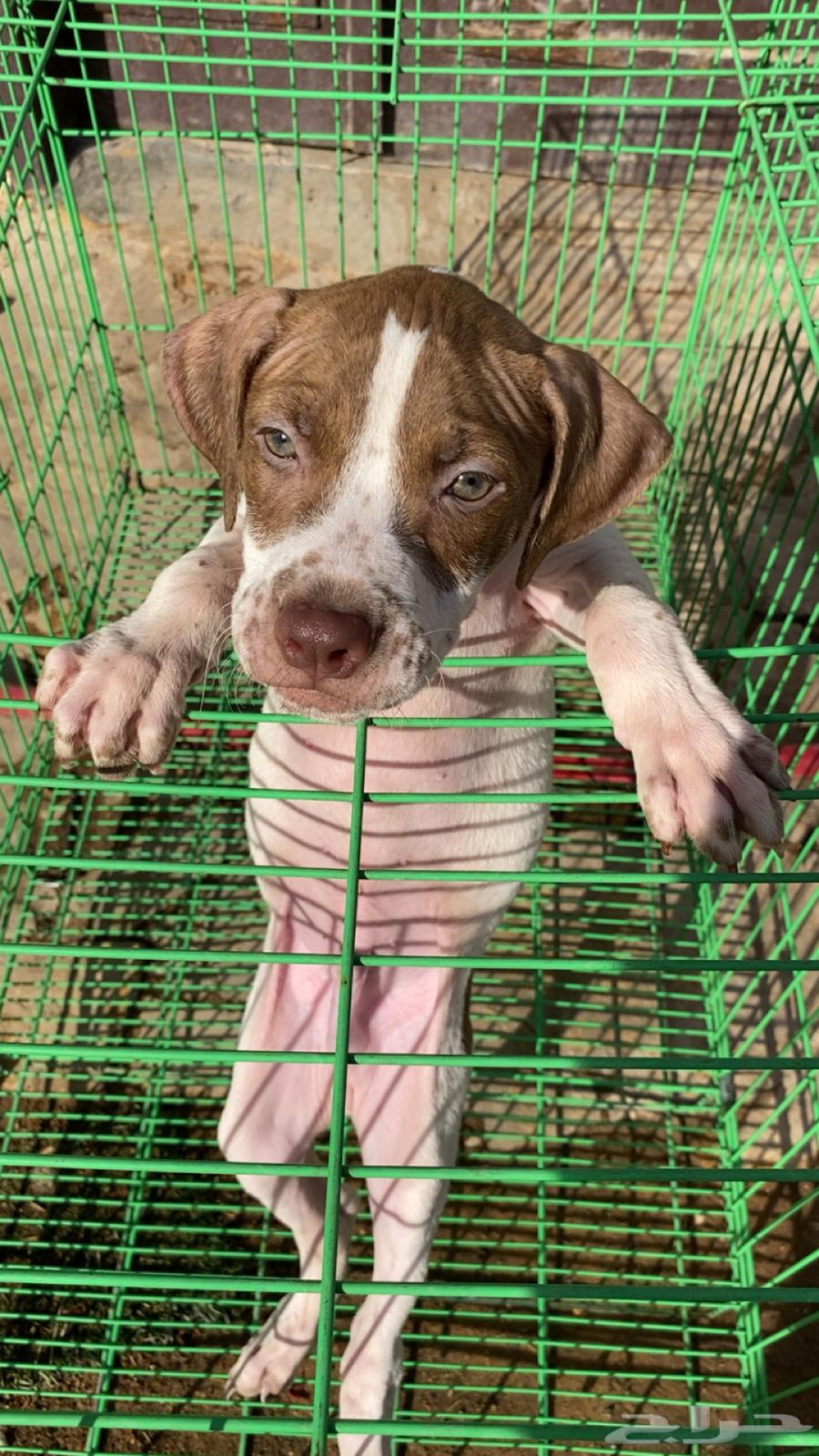 For sale: Male T-Boil Red Nose Hot633947272577291114