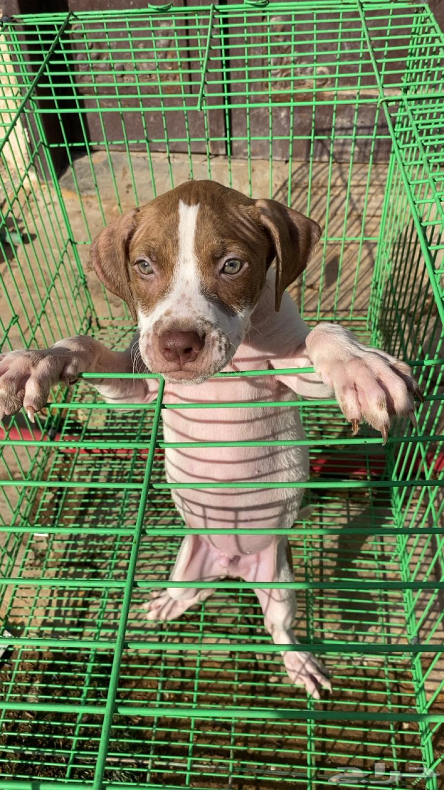 For sale: Male T-Boil Red Nose Hot63394727257729111