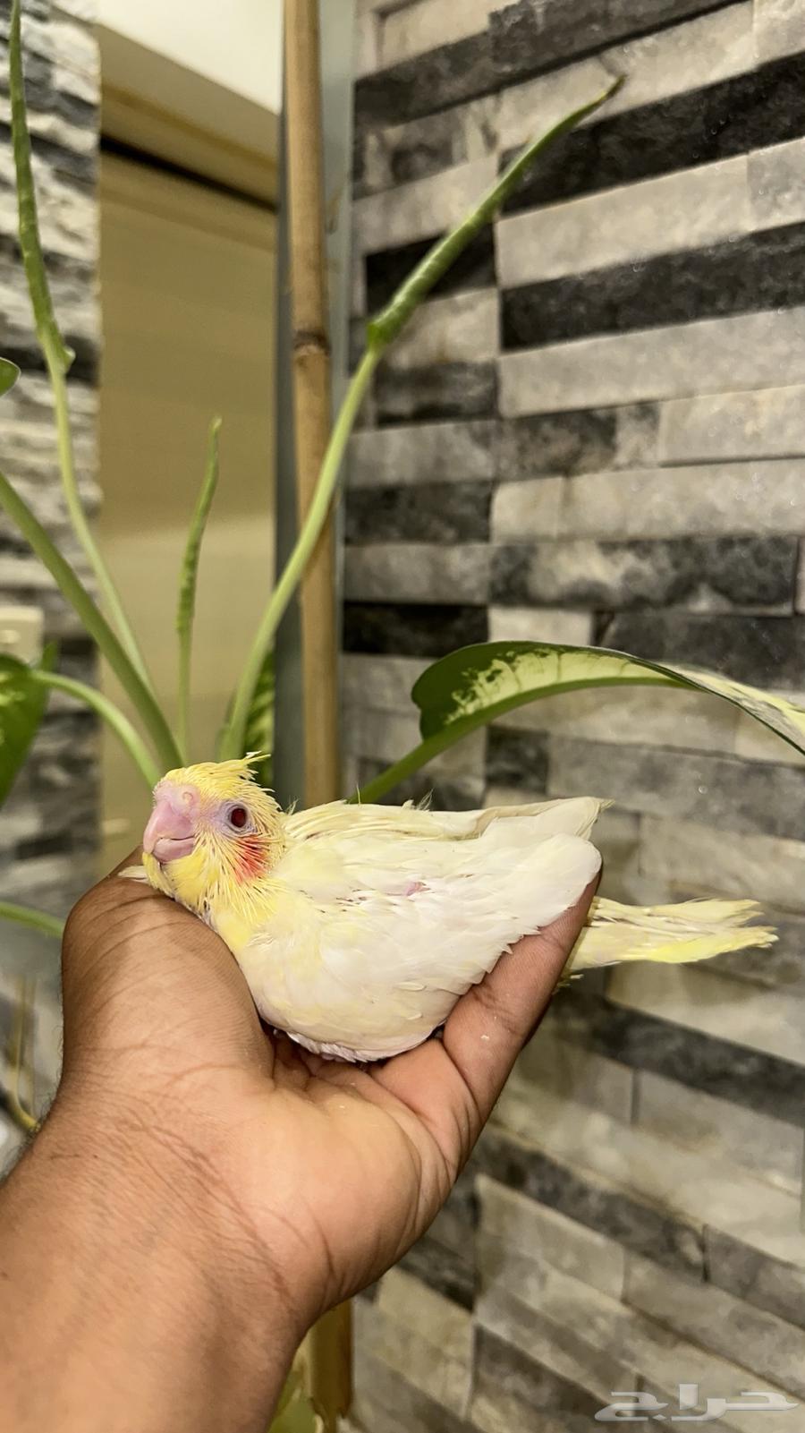 كروان63394736967555112