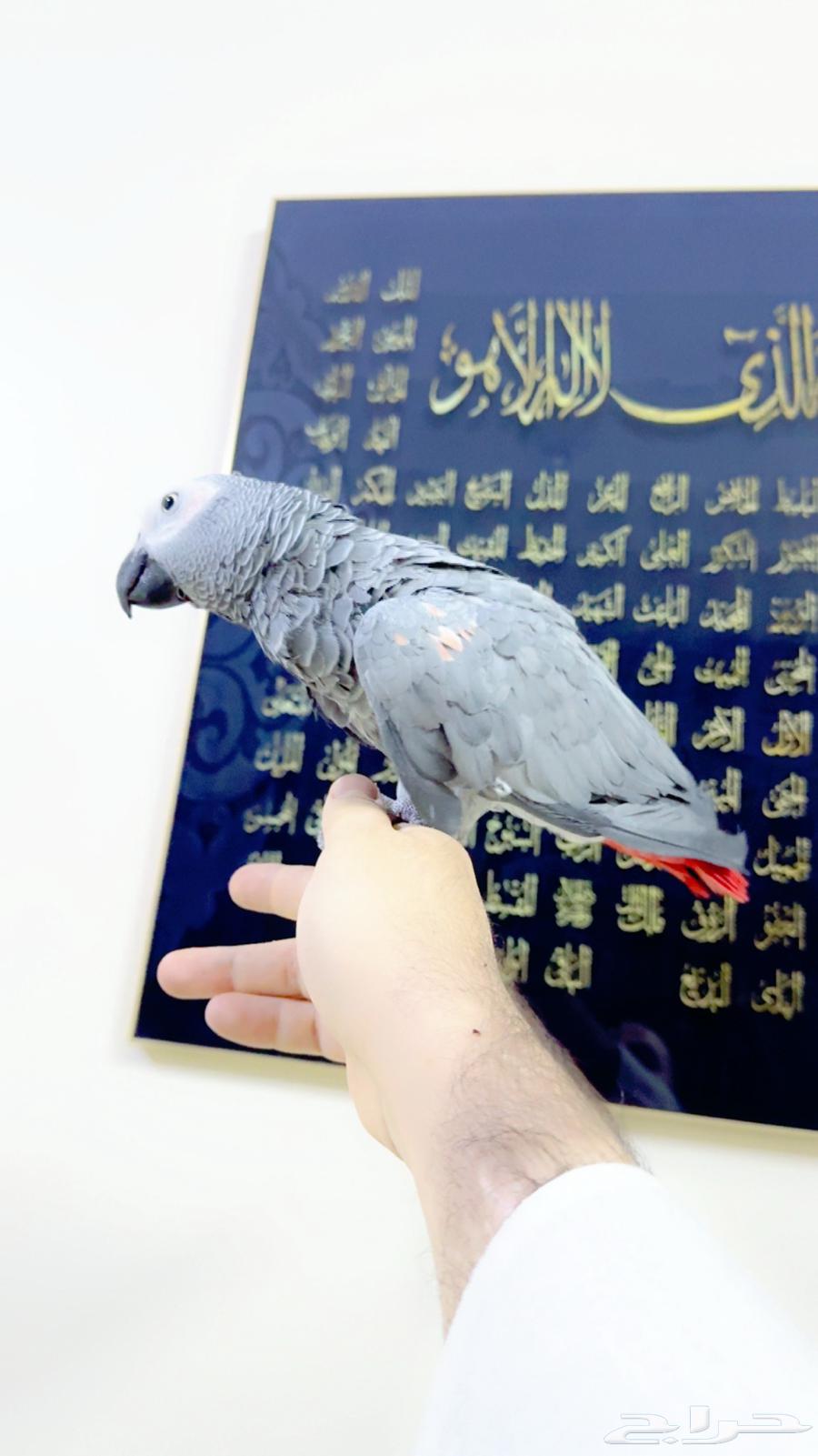 كاسكو متكلم طفره اليف جدا جدا لون ثلجي ( تم البيع )63391721451907112