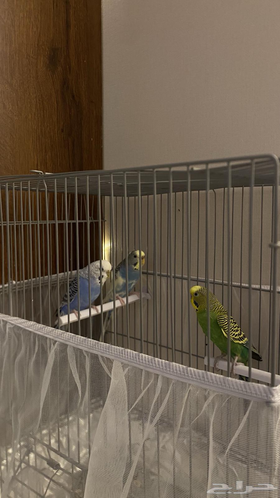 Budgerigars (Love Birds)63392728399235113