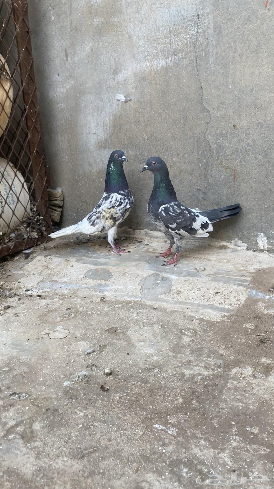 Pakistani Parrot63394695422723110