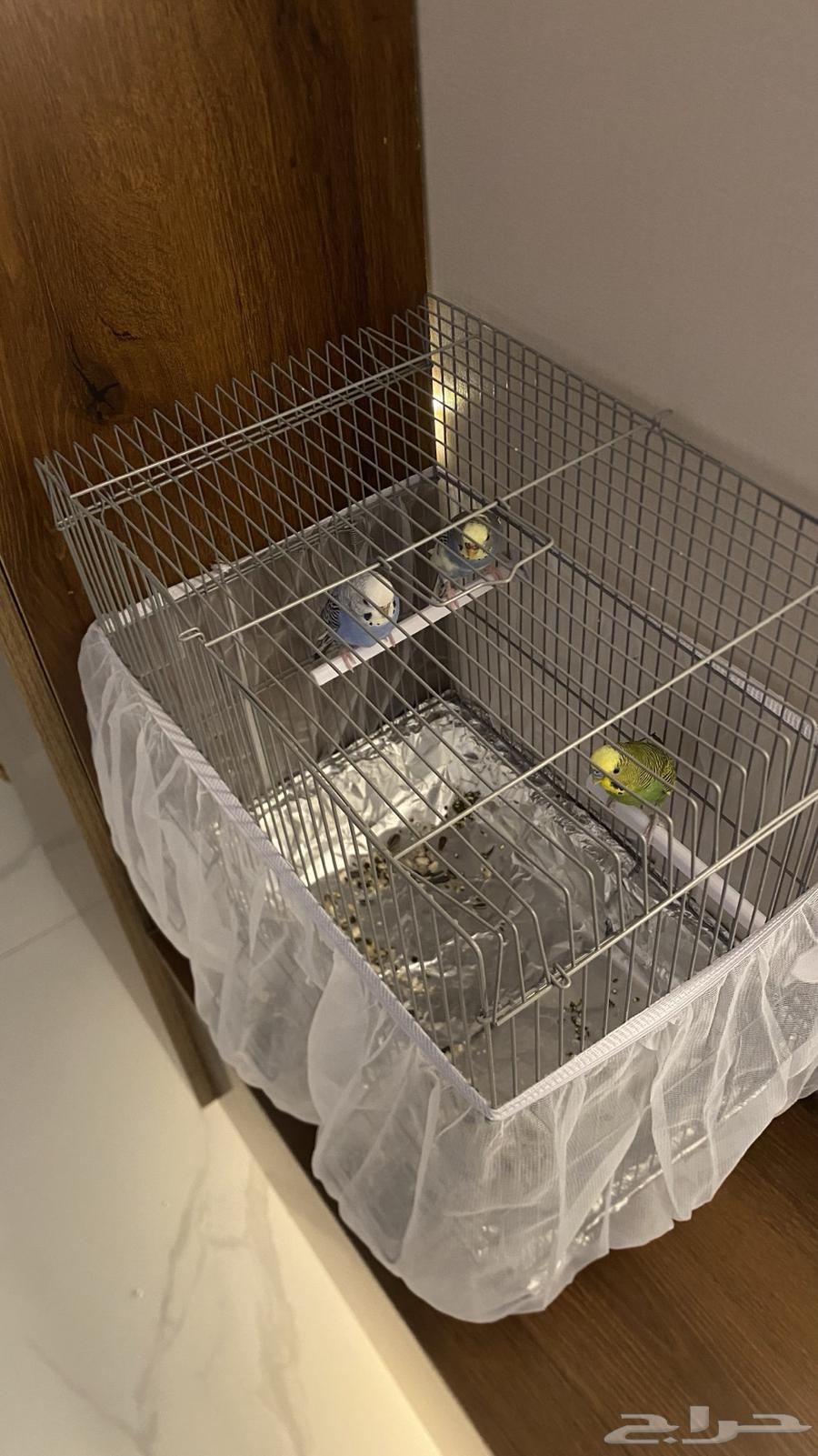 Budgerigars (Love Birds)63392728399235111