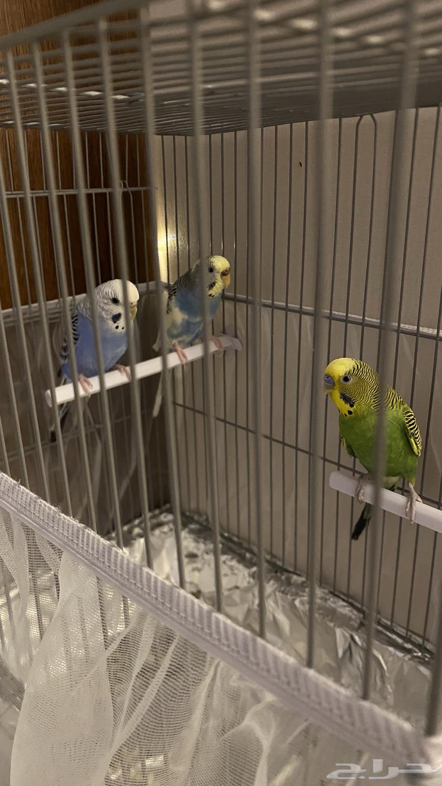 Budgerigars (Love Birds)63392728399235112