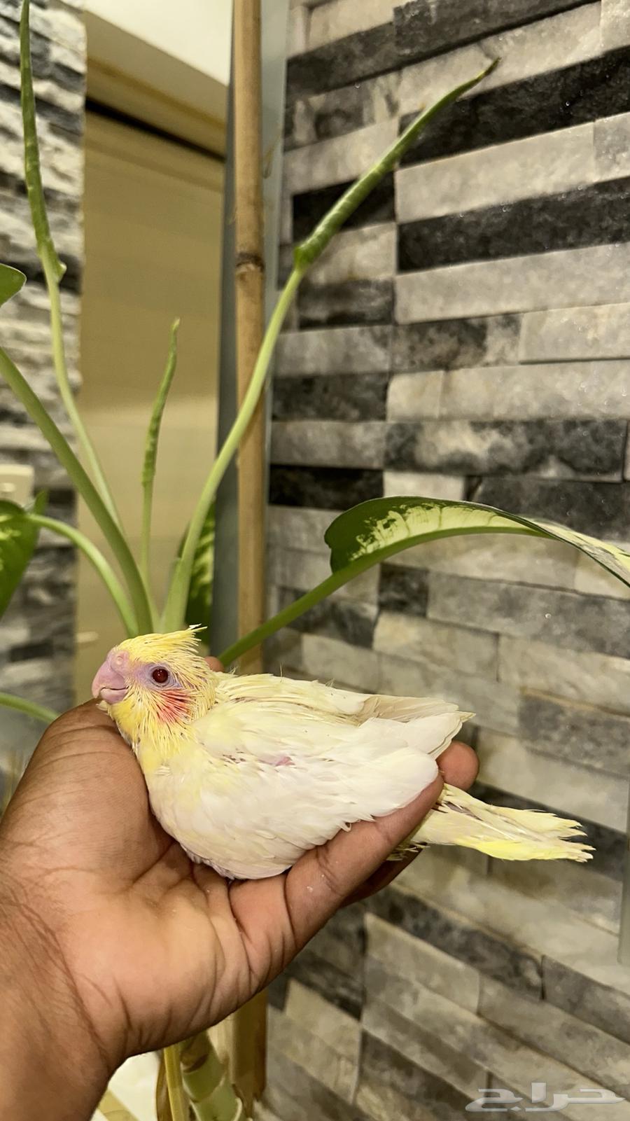 كروان63394736967555111
