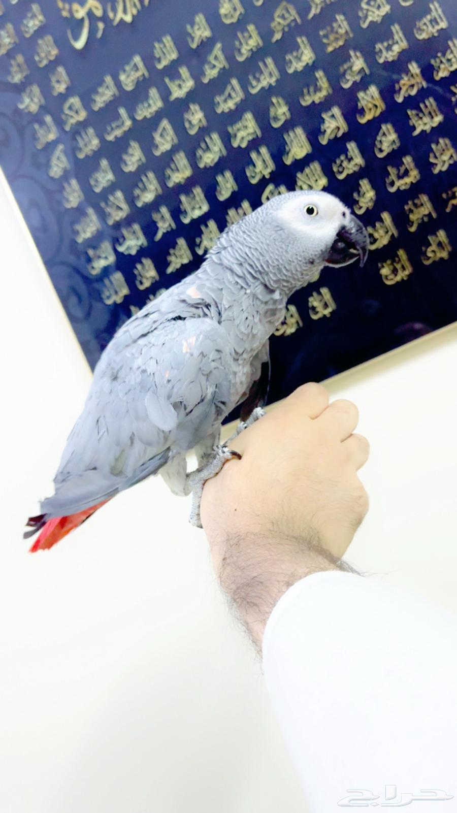 كاسكو متكلم طفره اليف جدا جدا لون ثلجي ( تم البيع )63391721451907111