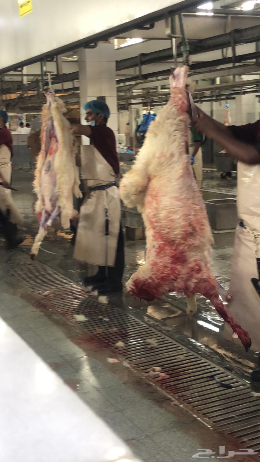 Slaughtered Meat63392283743745110