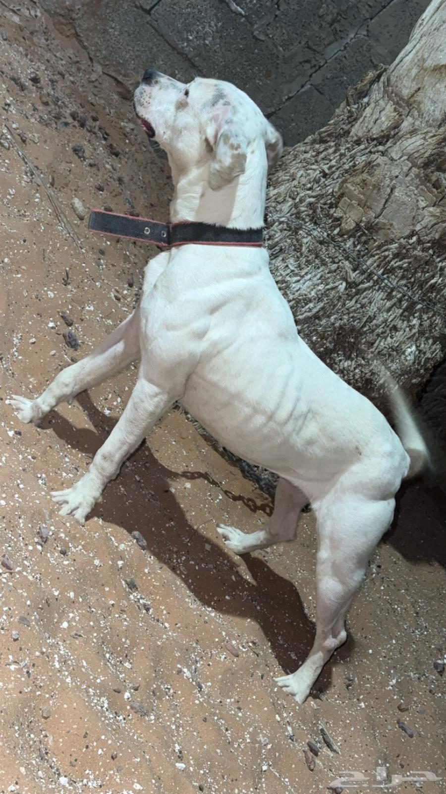 For sale: Male T-Boil Red Nose Hot63394727257729113