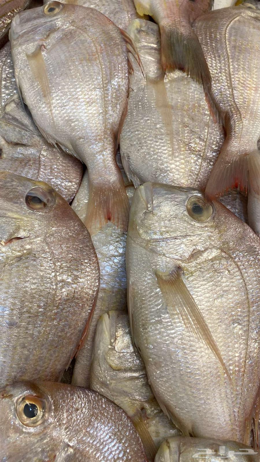 For sale: fish and shrimp63402955165186114