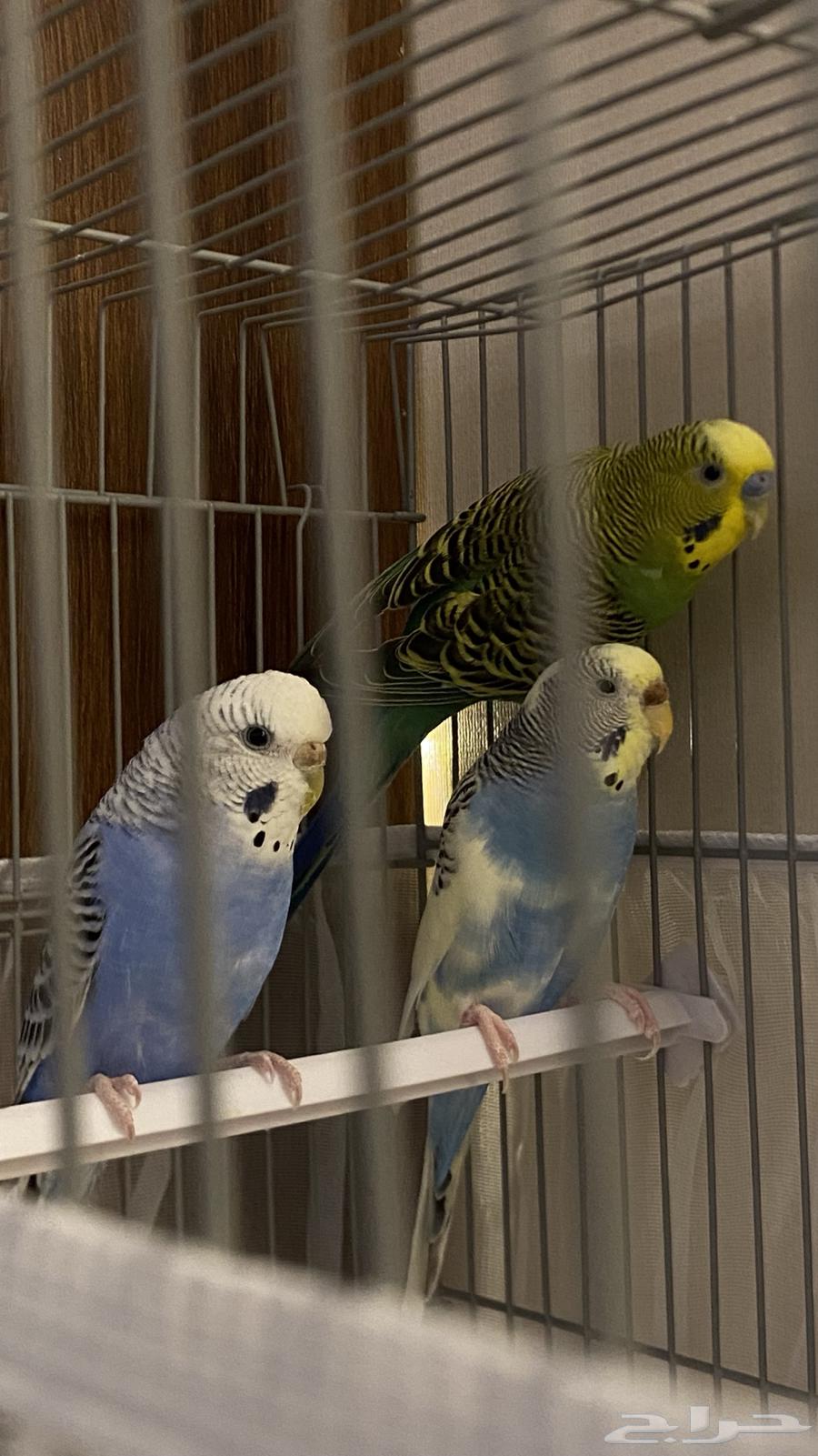 Budgerigars (Love Birds)633927283992351125