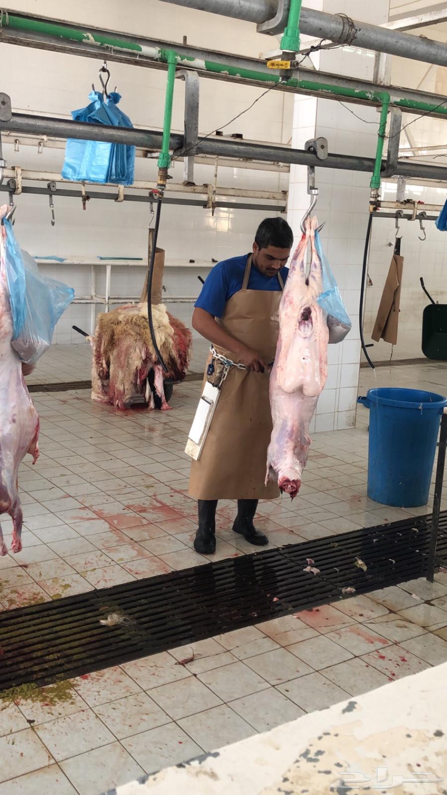 Slaughtered Meat63392283743745112